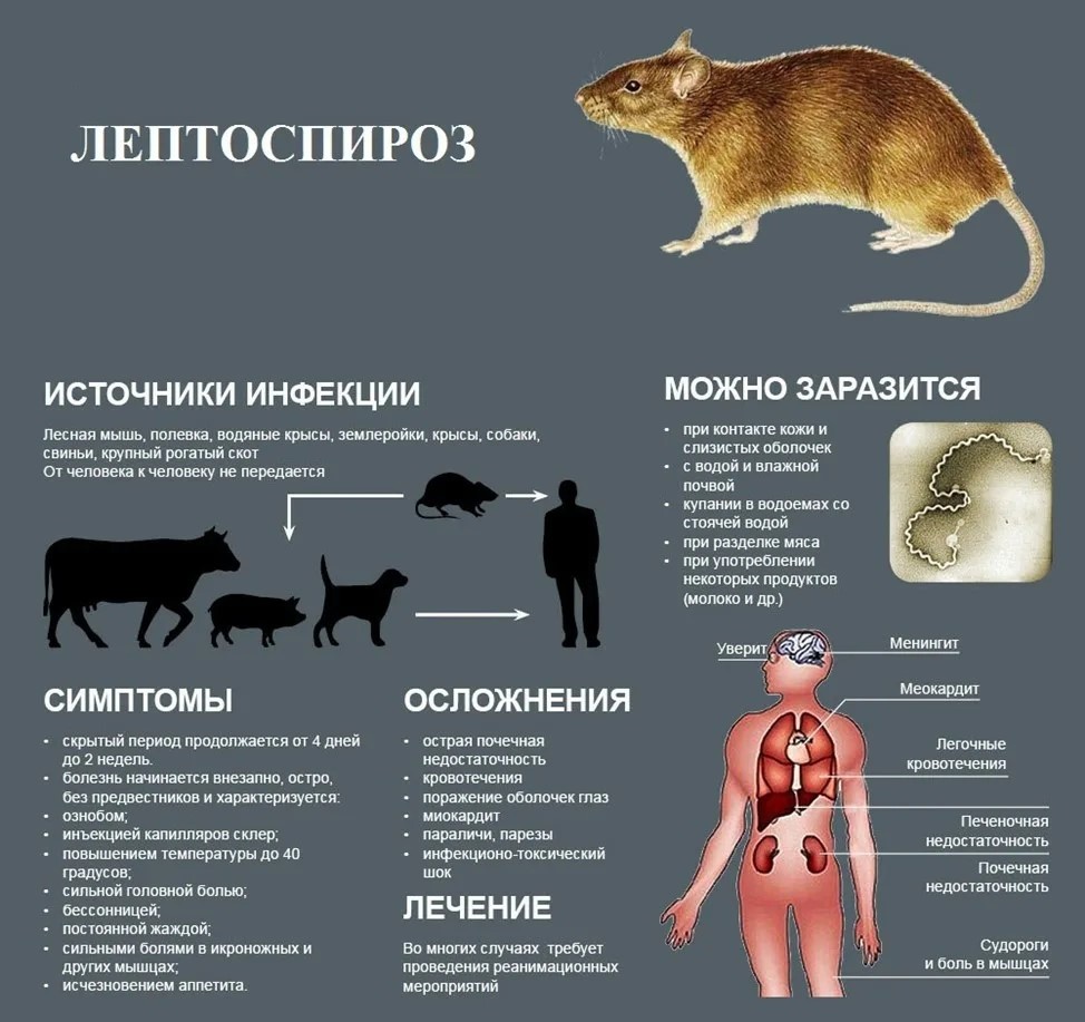 О профилактике лептоспироза.